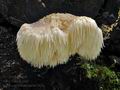 Hericium_erinaceus_bv5026