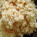 Hericium_flagellum_al9717