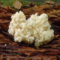 Hericium_flagellum_al9759