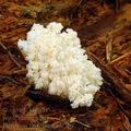 Hericium_flagellum_al9769