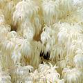 Hericium_flagellum_al9779