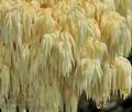 Hericium_flagellum_bp0651