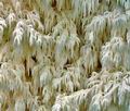 Hericium_flagellum_bv4667