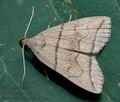 Herminia_grisealis_ce9434s