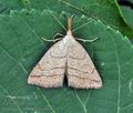 Herminia_tarsicrinalis_bo3259