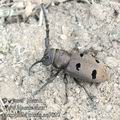 Herophila_tristis_ae7027