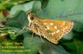 Hesperia_comma_2685