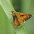 Hesperia_comma_a775