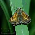 Hesperia_comma_d2374