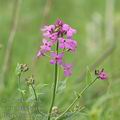 Hesperis_matronalis_ah6549