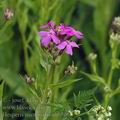 Hesperis_matronalis_ah6566