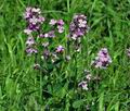 Hesperis_matronalis_d0766