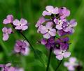 Hesperis_matronalis_d0767