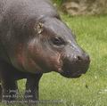 Hexaprotodon_liberiensis_ab4676