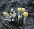 Heyderia_sclerotiorum_ca5680