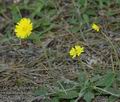 Hieracium_pilosella_ab0836