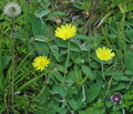 Hieracium_pilosella_d3194