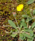 Hieracium_pilosella_dd0807
