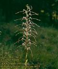 Himantoglossum_adriaticum_4025