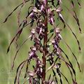 Himantoglossum_caprinum_al0652