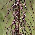 Himantoglossum_caprinum_al0652