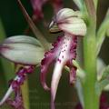 Himantoglossum_caprinum_al0760