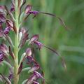 Himantoglossum_caprinum_al0767