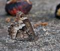 Hipparchia_fagi_bx3674