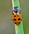Hippodamia_tredecimpunctata_be0256