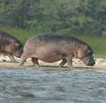 Hippopotamus_amphibius