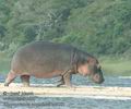 Hippopotamus_amphibius