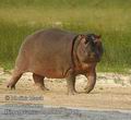 Hippopotamus_amphibius_db8459