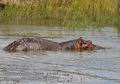 Hippopotamus_amphibius_fa9975