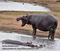 Hippopotamus_amphibius_pa2201256