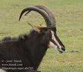 Hippotragus_niger_ab4705