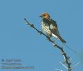 Hirundo_abyssinica