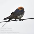 Hirundo_abyssinica_bb4290