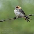 Hirundo_abyssinica_bb4292