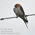 Hirundo_abyssinica_bb4299