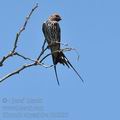 Hirundo_abyssinica_bb8537