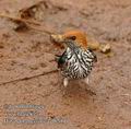 Hirundo_abyssinica