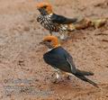 Hirundo_abyssinica