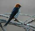 Hirundo_abyssinica