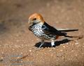 Hirundo_abyssinica_db4559