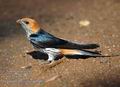Hirundo_abyssinica_db4673