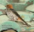 Hirundo_abyssinica_db9323