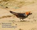 Hirundo_abyssinica_db9344