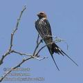 Hirundo_abyssinica_ee2832