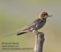 Hirundo_abyssinica_pa2106110