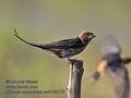 Hirundo_abyssinica_pa2106170